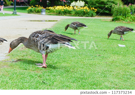 灰雁都往下看 117373234