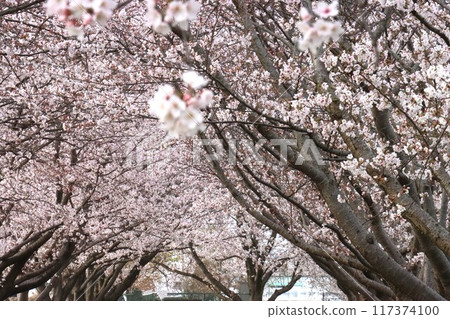 Key·多摩川遺址 117374100