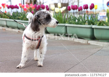 Key · Tamagawa ruins 117374127