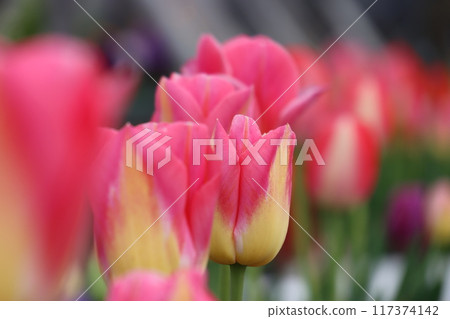 Key · Tamagawa ruins Key · Tamagawa ruins 117374142