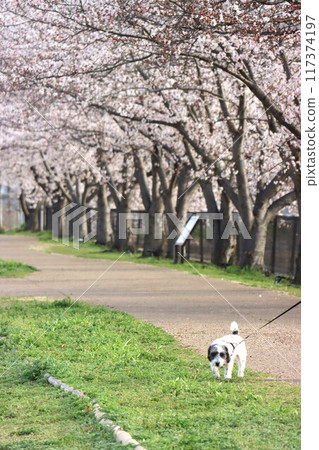 Key · Tamagawa ruins 117374197