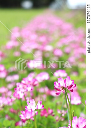 View of the Keihanawa Bicycle Path 117374415