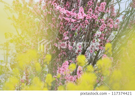 View of the Keihanawa Bicycle Path 117374421