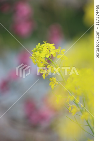 View of the Keihanawa Bicycle Path 117374469