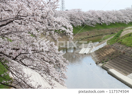 View of the Keihanawa Bicycle Path 117374504