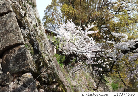 View of the Keihanawa Bicycle Path 117374550