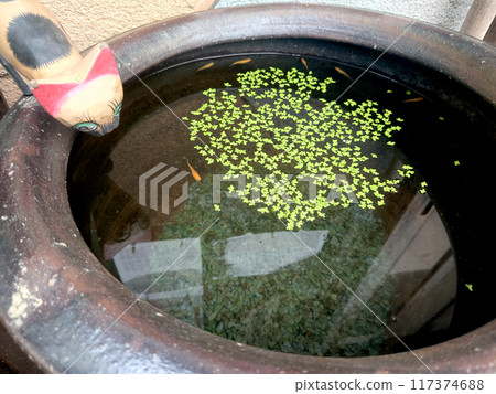 日本庭園內的金魚 / 日式庭園 飼養在 chozubachi 中的金魚 日本庭園內的金魚 / 日式庭園 飼養在 chozubachi 中的金魚 117374688