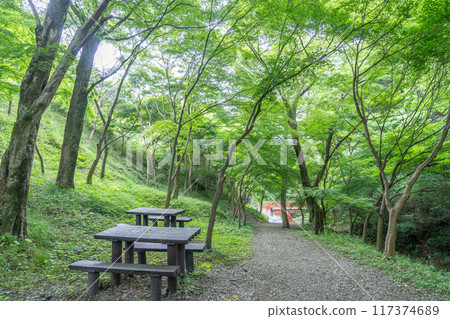 三重縣四日市市，宮津峽谷的步行道，擁有美麗的新鮮綠色，被稱為青紅葉 117374689