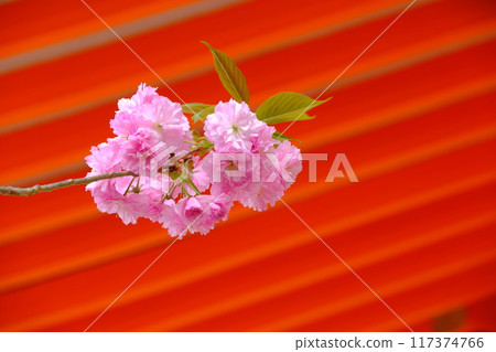 Double cherry blossoms on a vermilion-painted wall 117374766
