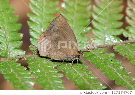 A cautious and agile brown purple hair butterfly on a fern leaf in an evergreen broad-leaved forest (natural light + strobe, macro close-up) 117374767