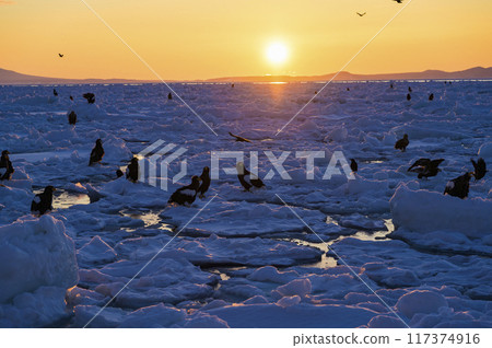 Sunrise and flock of eagles on ice floe 117374916