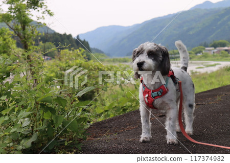 滋賀湖東漫步 滋賀湖東漫步 117374982