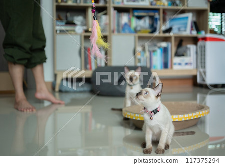 Pet owner using a teaser stick for playing with curious Siamese cats. Wand toys are good for interactive play, cats can chew through the string if given enough time. Pet owner using a teaser stick for playing with curious Siamese cats. Wand toys are good for interactive play, cats can chew through the string if given enough time. 117375294