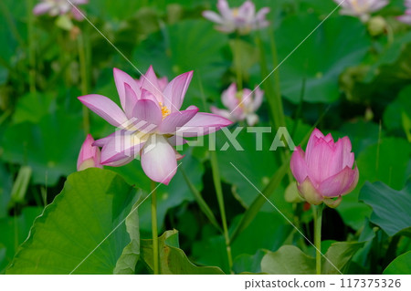 Lotus flowers at the ruins of Fujiwara-kyo in Nara Lotus flowers at the ruins of Fujiwara-kyo in Nara 117375326
