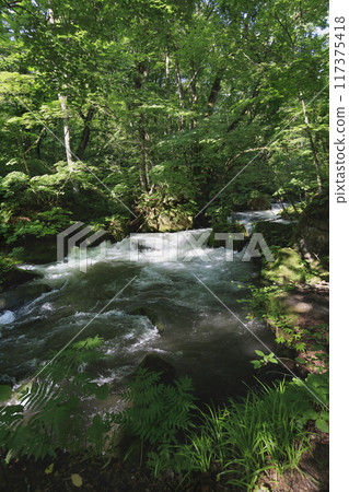 Ashura Stream in early summer at Oirase Gorge 117375418