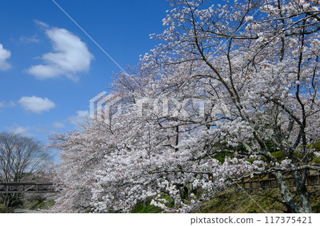 龜岡市盛開的櫻花和七谷川沿岸的交流橋 117375421
