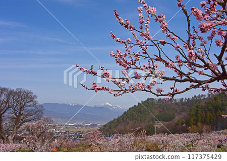 Nagano Prefecture, Anzu no Sato, Apricot Flowers Nagano Prefecture, Anzu no Sato, Apricot Flowers 117375429