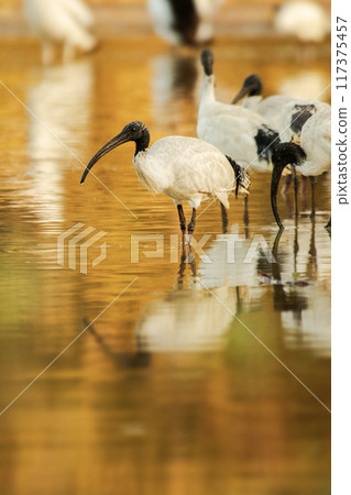 Australian White Ibis Flock drinking water 117375457
