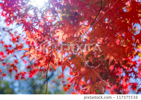 [Autumn leaves material] Autumn leaves and blue sky [Nagano Prefecture] 117375538