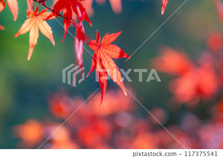 [Autumn leaves material] Autumn leaves and blue sky [Nagano Prefecture] 117375541