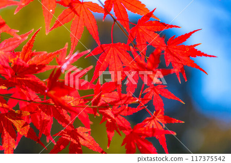[Autumn leaves material] Autumn leaves and blue sky [Nagano Prefecture] 117375542
