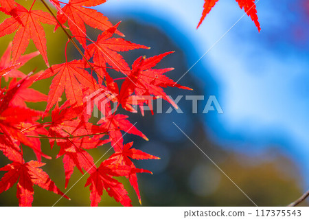 [Autumn leaves material] Autumn leaves and blue sky [Nagano Prefecture] 117375543