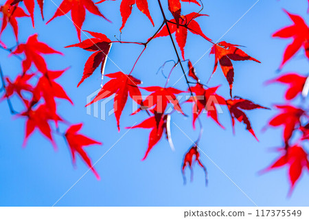 [Autumn leaves material] Autumn leaves and blue sky [Nagano Prefecture] 117375549