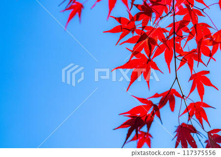 [Autumn leaves material] Autumn leaves and blue sky [Nagano Prefecture] 117375556