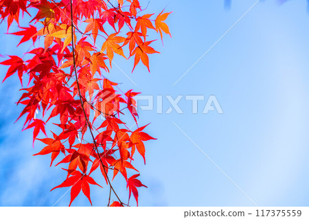 [Autumn leaves material] Autumn leaves and blue sky [Nagano Prefecture] 117375559