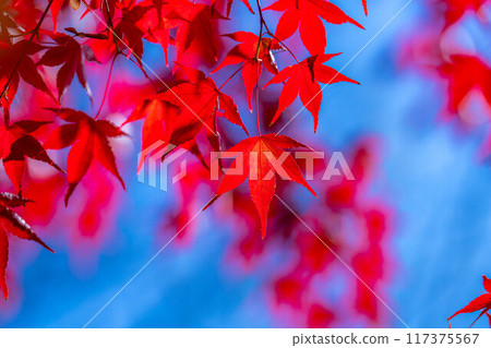 [秋葉素材]秋葉和藍天[長野縣] 117375567