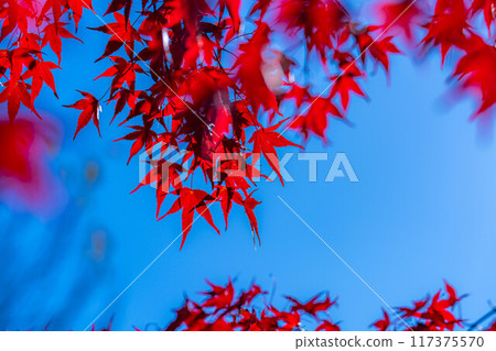 [秋葉素材]秋葉和藍天[長野縣] 117375570