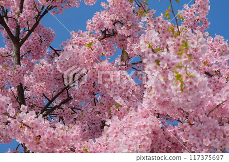 Spring along the Kamo River where the Kawazu cherry blossoms bloom and the white-eyes come 117375697