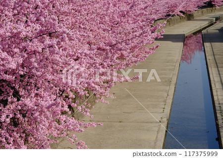 春天的京都淀海峽 117375999