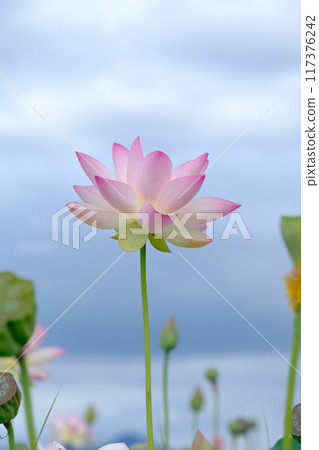 Lotus flowers at the ruins of Fujiwara-kyo in Nara 117376242