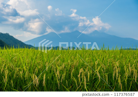 夏天的稻穗,懷舊的夏天色彩 夏天的稻穗,懷舊的夏天色彩 117376587
