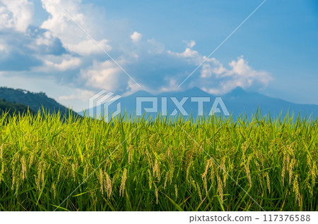 夏天的稻穗，懷舊的夏天色彩 117376588