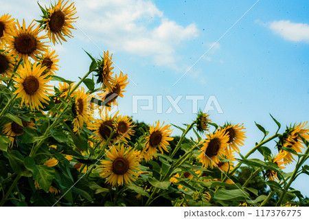 向日葵向藍天綻放 向日葵向藍天綻放 117376775