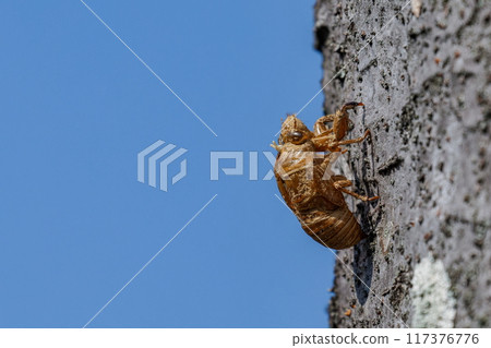 Blue sky and empty shells Blue sky and empty shells 117376776