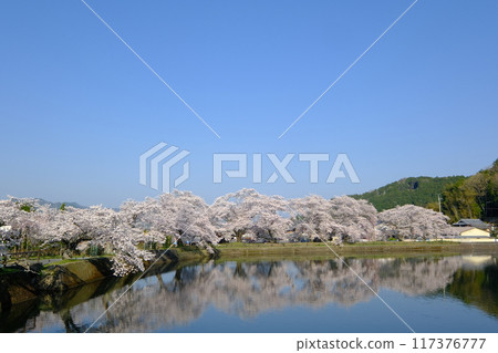 The lower pond of Hiranosawa Pond in spring The lower pond of Hiranosawa Pond in spring 117376777