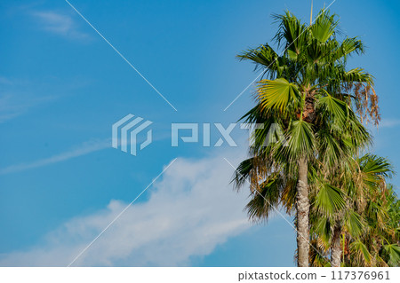 Palm trees shining in the blue sky 117376961