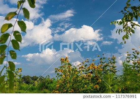 Sunflower field scenery, summer flowers 117376991