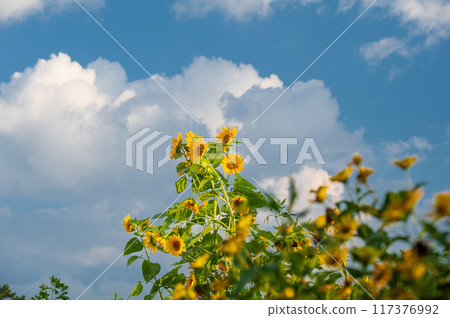 Summer flowers: Sunflower scenery 117376992