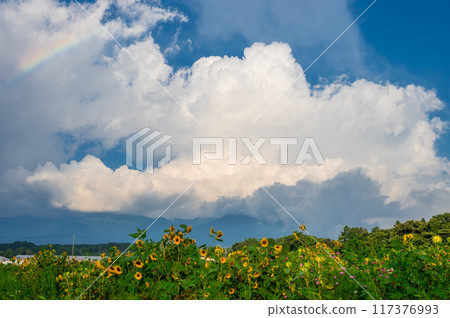 夏天的天空有彩虹,向日葵田 夏天的天空有彩虹,向日葵田 117376993