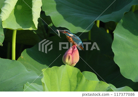 A kingfisher resting on an ancient lotus bud in the lotus pond and holding a small fish in its mouth at Shimoyatsubayashi Heisei no Mori Park in Kawajima-cho, Hiki-gun, Saitama Prefecture 117377086
