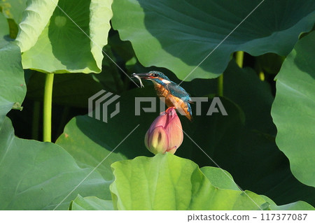 A kingfisher resting on an ancient lotus bud in the lotus pond and holding a small fish in its mouth at Shimoyatsubayashi Heisei no Mori Park in Kawajima-cho, Hiki-gun, Saitama Prefecture 117377087