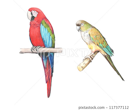 Hand-drawn realistic parrots. Makaw colored pencil illustration. Hand-drawn realistic parrots. Makaw colored pencil illustration. 117377112