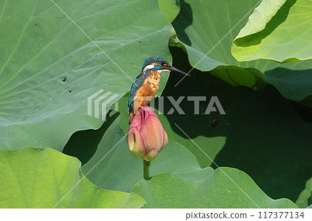 A kingfisher resting on an ancient lotus bud in the lotus pond at Shimoyatsubayashi Heisei no Mori Park in Kawajima-cho, Hiki-gun, Saitama Prefecture 117377134