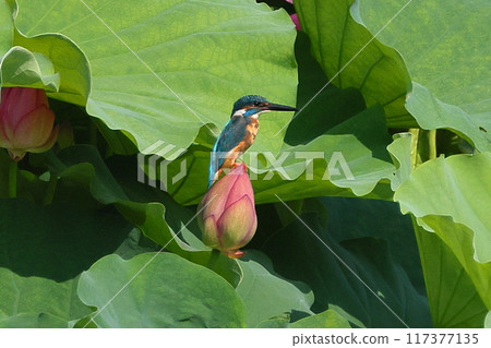 A kingfisher resting on an ancient lotus bud in the lotus pond at Shimoyatsubayashi Heisei no Mori Park in Kawajima-cho, Hiki-gun, Saitama Prefecture A kingfisher resting on an ancient lotus bud in the lotus pond at Shimoyatsubayashi Heisei no Mori Park in Kawajima-cho, Hiki-gun, Saitama Prefecture 117377135