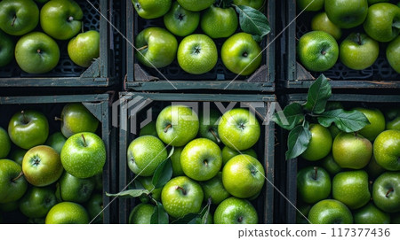 Green apple storage. Set of apples in boxes. Top view. Green apple storage. Set of apples in boxes. Top view. 117377436