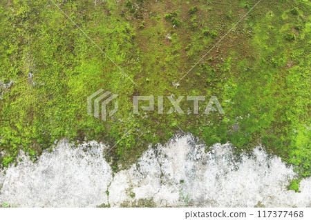 Close up of green moss texture on wall  117377468